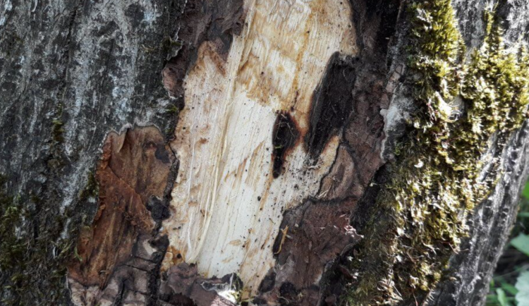 U Brna vědci objevili nový druh škodlivé houby. Vážně poškozuje a oslabuje stromy