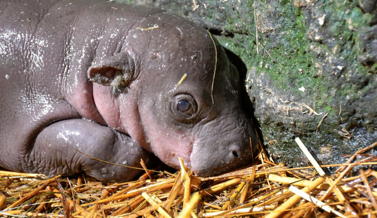 VIDEO: Adventní radost v jihlavské zoo. Na svět tam přišla samička vzácného hrošíka liberijského