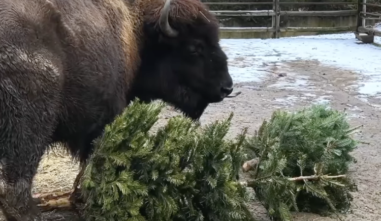 Zvířata v zoo si pochutnala na vánočních stromcích. Nejvíc jim chutnaly borovice