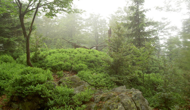 Dlouhá Skála se stane zvláště chráněným území, jednou se tam snad vrátí i tetřev hlušec