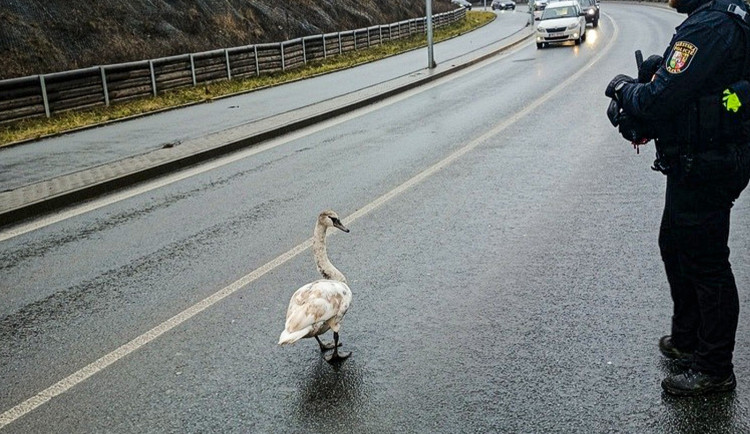 VIDEO: Labuť se procházela uprostřed rušné silnice, opeřeného narušitele policisté rychle zpacifikovali