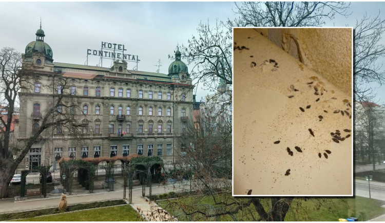 Ve skladu jednoho z nejznámějších plzeňských hotelů našli inspektoři špínu a myší trus