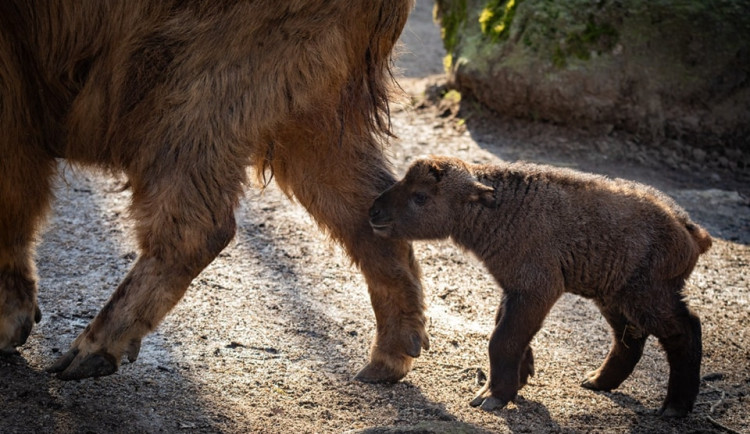 V Liberecké zoo se narodil sameček takina čínského. Úspěšný odchov pomáhá dostat takiny i do dalších zoo světa