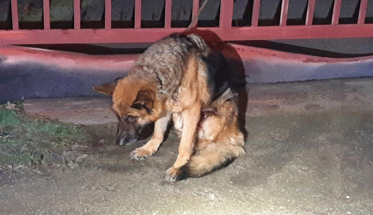 Na Vyškovsku někdo utýral fenku německého ovčáka. Zuboženou a nemocnou ji přivázal k bráně