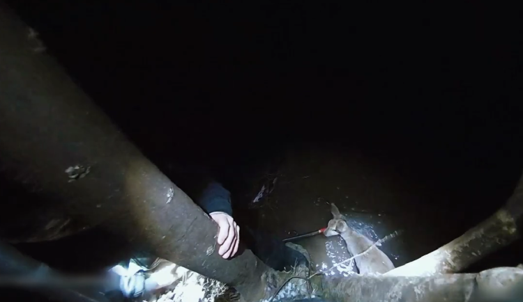 VIDEO: Strážníci se neohroženě vrhli pro srnu do ledové vody, vyčerpané zvíře bylo zaklíněné pod větvemi