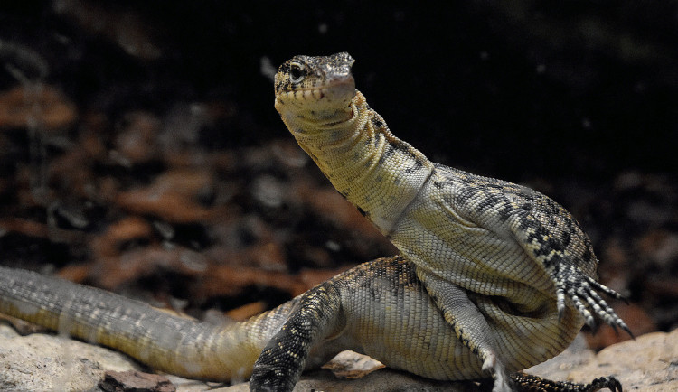 V hodonínské zoo mají nové přírůstky. Návštěvníci mohou vidět pár ohrožených varanů