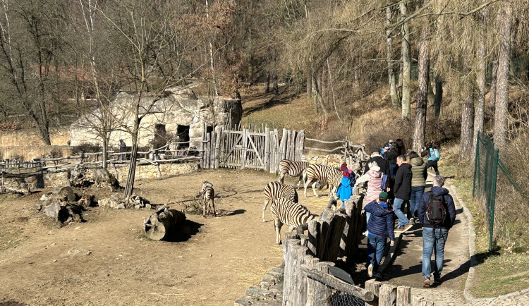 VIDEO: Konec prázdnin v Zoo Jihlava. Snové počasí, davy návštěvníků a nahřáté zvířecí kožíšky