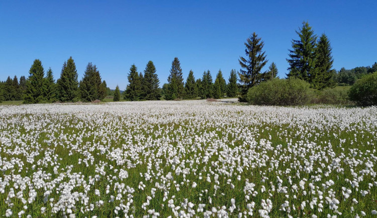 Cenné přírodní lokality i pohnutou historii Českého lesa připomene letos řada akcí, CHKO slaví 20 let