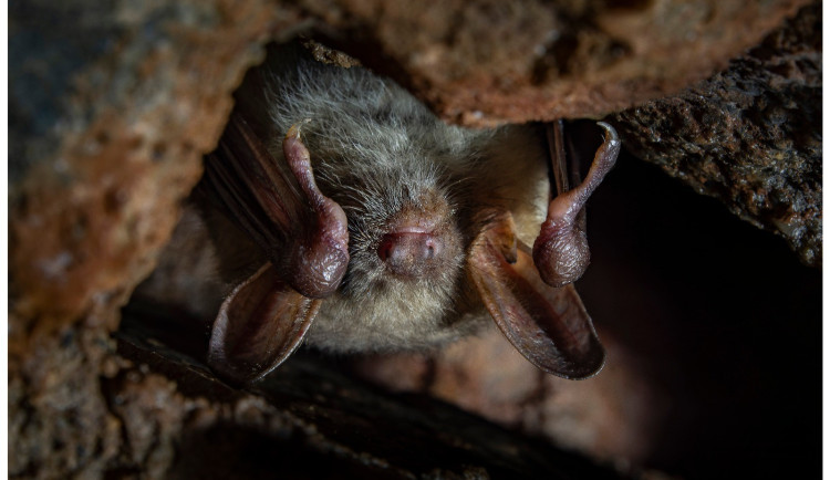 S příchodem jara se pomalu probouzejí netopýři. V Brdech žije hned 20 druhů těchto tajemných zvířat