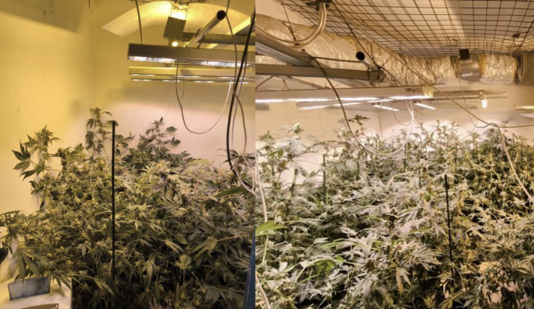 Muž měl doma pěstírnu konopí. Policie mu zabavila téměř sto rostlin a kilo sušené drogy