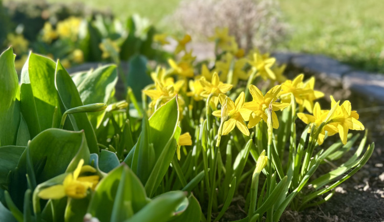 Březen přinesl na Vysočině několik teplotních rekordů. Na stanici v Jihlavě naměřili skoro 20 stupňů