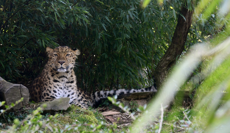 Do olomoucké zoo přijel vzácný levhart. Zahrada ho má půjčeného na oplodnění samice