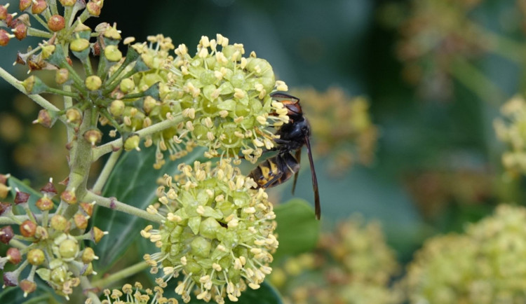 Ochranáři pečlivě sledují nebezpečnou sršeň asijskou, veřejnost nabádají, aby její výskyt nahlašovala