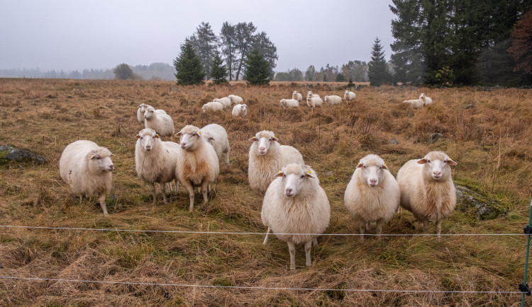 Vyhýbejte se pastvinám i zvířatům, správa šumavského parku zavádí opatření kvůli slintavce a kulhavce