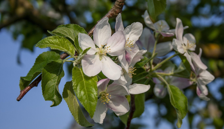 Město rozdá lidem ovocné stromy, loni byl o akci velký zájem a na všechny se nedostalo