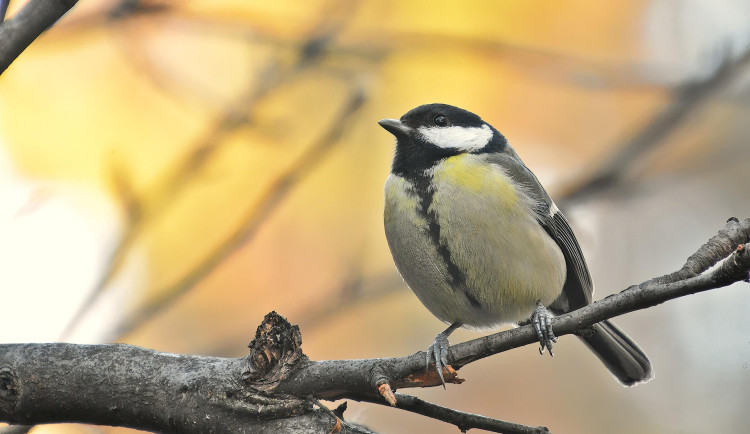Sýkorky i brhlíci si oblíbili ptačí budky na Božkovském ostrově, radnice tam plánuje i kvetoucí loučky