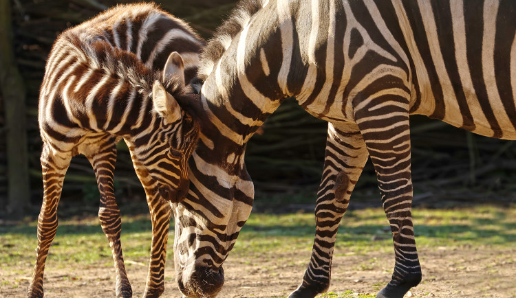 Hříbě ohrožené zebry bezhřívé skotačí ve výběhu plzeňské zoo, jde o nejvzácnější poddruh zebry stepní