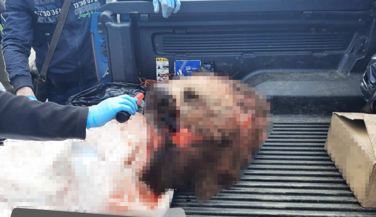 Česká zemědělská univerzita se distancovala od studentky, která na Slovensku zastřelila a naporcovala medvědici