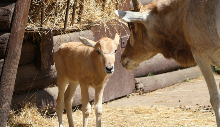 V hodonínské zoo se narodilo mládě ohrožené antilopy. Už skotačí ve výběhu