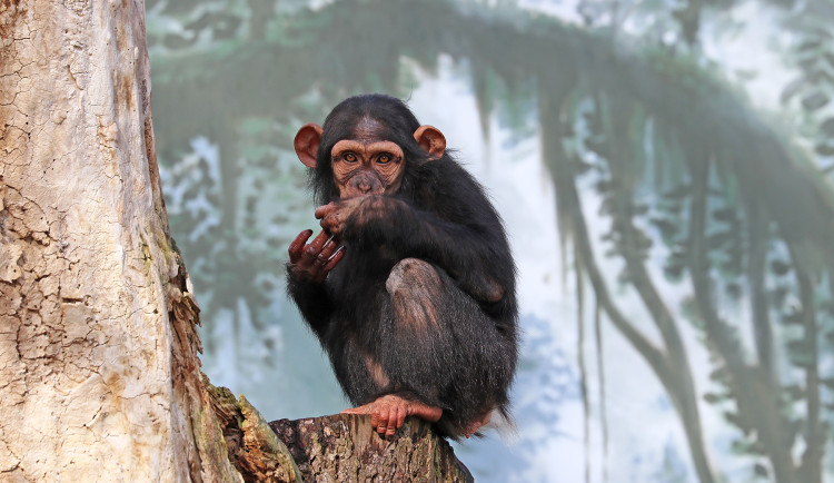 Oblíbená šimpanzice Caila má vážné zdravotní problémy, podstupuje biologickou léčbu