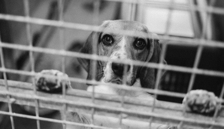 Psům z laboratoří dávají druhou šanci, útulku ale zoufale chybí další kapacity