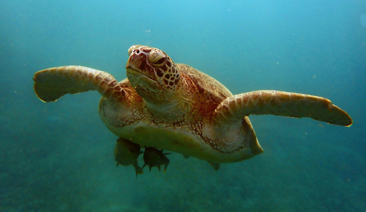 V prestižní soutěži Czech Photo bodovala i 14letá Marie Sládková z Liberce