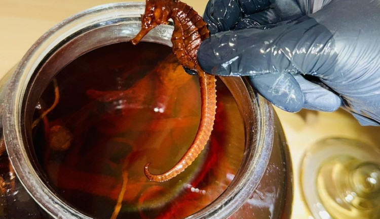 Chráněné mořské koníky naložené v lihu našli celníci v prodejně potravin