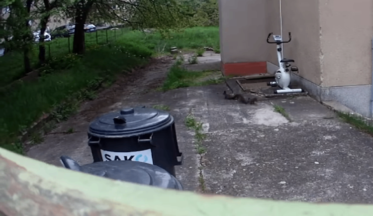 Brněnští strážníci pomohli zoufalé veverce. Vyprostili z okapu tři její mláďata