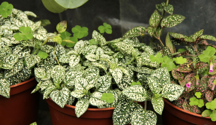 Botanická zahrada pořádá dnes SWAP pokojovek. Za donesenou si můžete jinou odnést