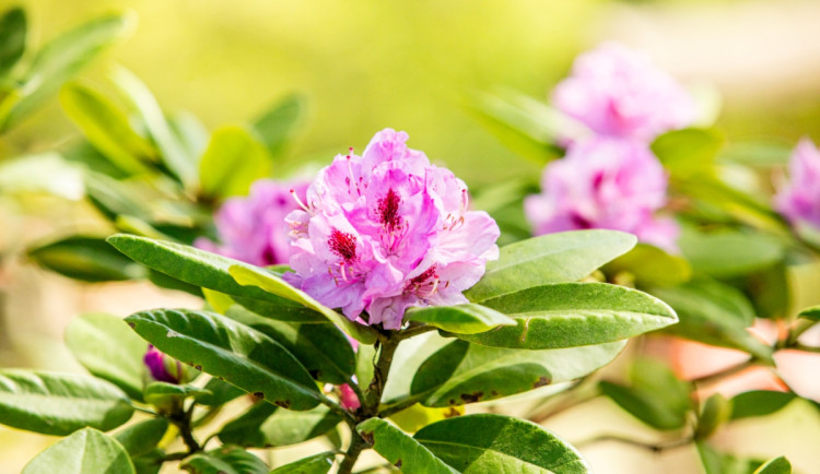 V ostravské zoo rozkvetly rododendrony a azalky. Zahrada chystá komentované prohlídky