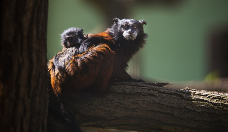 V Plzni se narodilo mládě vzácné drápkaté opičky, chová je jen hrstka zoo