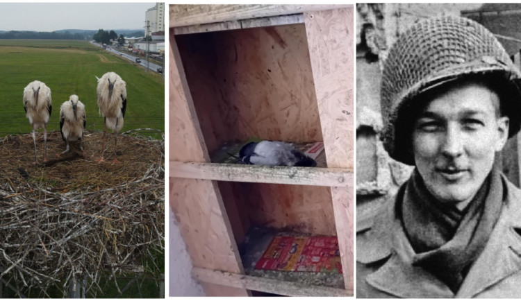 DUBEN 2025: Střílení čápů, údajné týraní holubů i příběh z konce 2. světové války