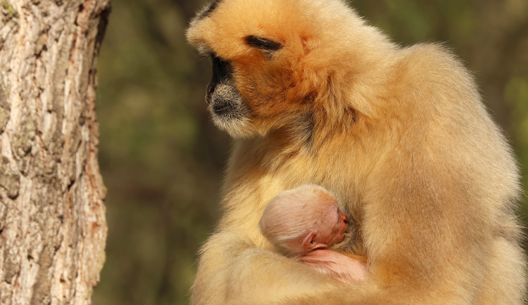 Zoo věří, že prolomí smůlu s odchovem gibona bělolícího, předchozí mládě uhynulo