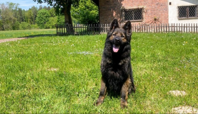 Z kriminálu vyšel v březnu a už zase sedí. V řepce ho chytl policejní pes Fantom