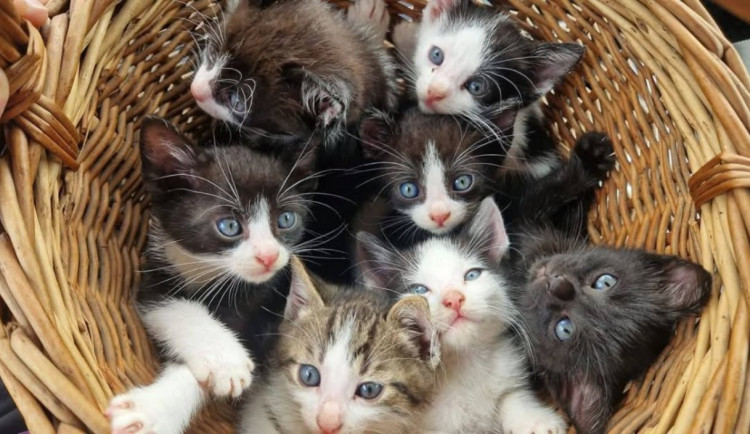 Češi během víkendu pomůžou stovkám koček v nouzi. Pohybem zařídí krmivo i léky