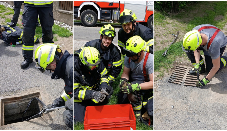 Hasiči zachraňovali uvízlá kachňata, kanálová vpusť zafungovala jako síto, kterým propadla