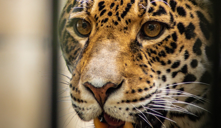 V Hodoníně touží po mláděti jaguára, po osmi letech by se mohlo zadařit