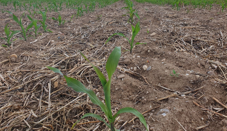 Změna klimatu nesvědčí ječmeni. Vědci z Brna zkoumají alternativní pěstování