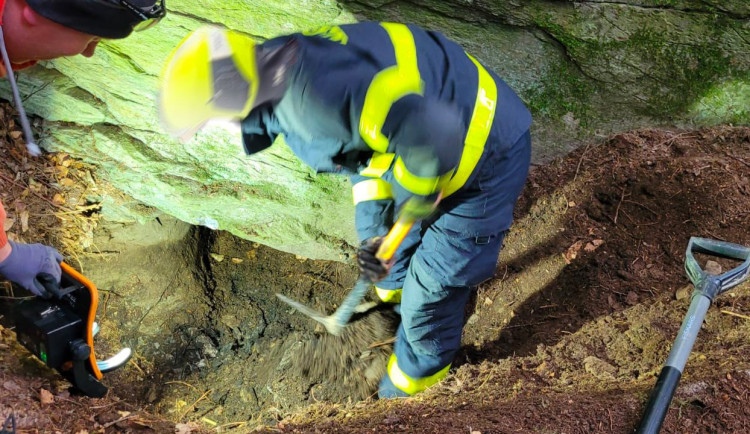 Zvídavá fena uvízla v jezevčí noře, hasiči se k ní museli prokopat