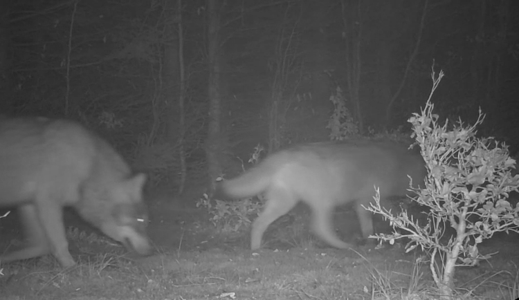 VIDEO: Na Jesenicku někdo pravděpodobně otrávil čtyři vlky. Případ už má policie