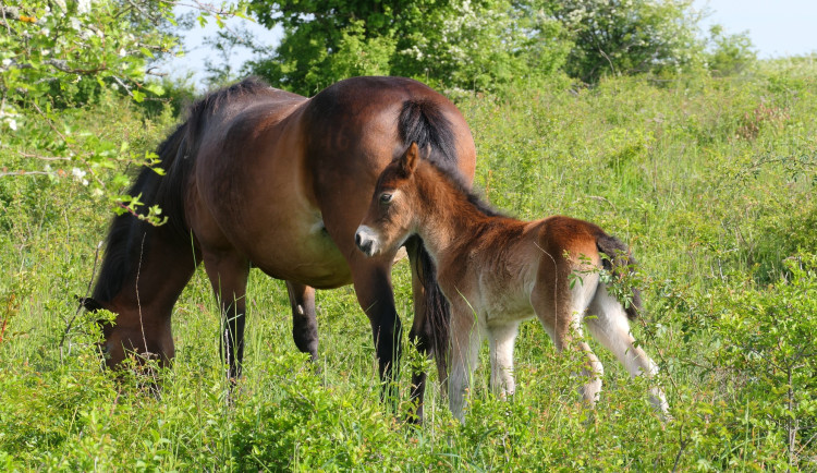 V Podyjí přivítali po letech nové přírůstky. Narodila se tři hříbata divokých koní