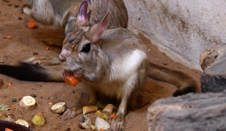 VIDEO: Fluoreskující srst a klokaní skoky. Zoo Olomouc získala prvního noháče kapského