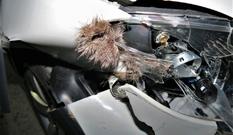 Střetů aut se zvěří výrazně přibývá. K nehodě dojde v průměru každých 7 kilometrů