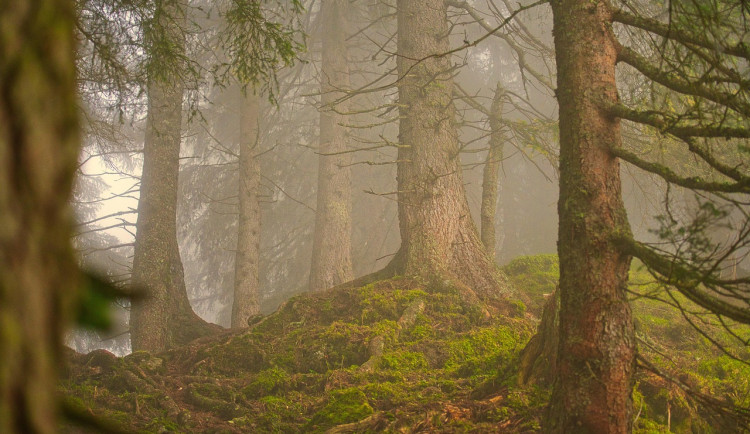 Lesy ČR dosáhly v roce 2024 významných výsledků v hospodaření