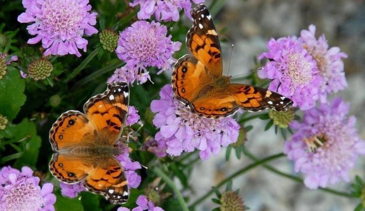 Darujte příští týden půl hodiny sčítání motýlů. Pomůžete přírodě i vědcům