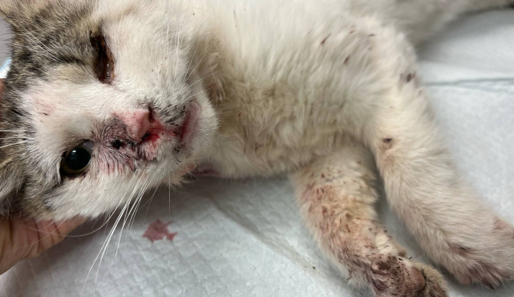 Tyran na Vyškovsku zblízka střelil poloslepou kočku do hlavy. Hledá ho kriminálka