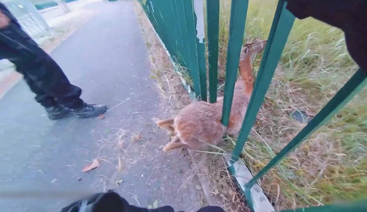 VIDEO: Srnec zůstal uvězněný v plotě, strážníci si vzali na pomoc hever