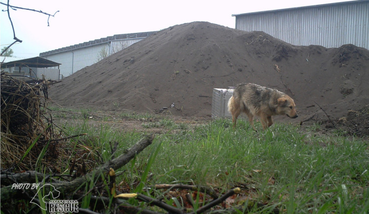 Fenka z Rumunska už není na útěku. Odchytila ji žena v Suchém Vrbném