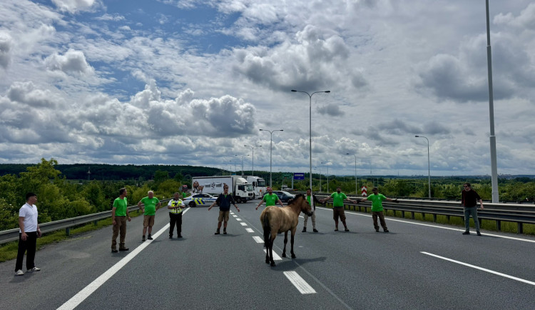 VIDEO: Kůň Převalského zablokoval dopravu u Prahy. Vykopal se z bedny na cestě na letiště