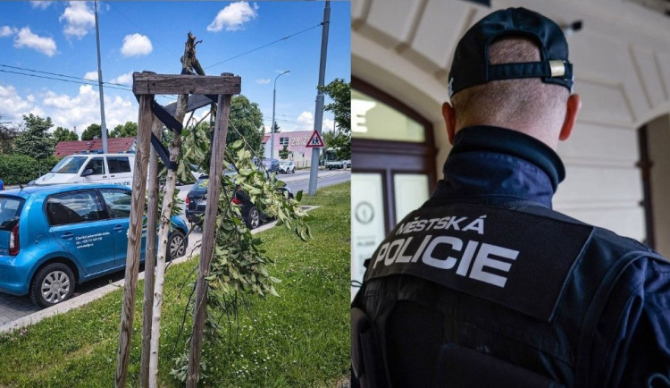 Tarzan opakovaně řádil v ulicích. Napadal chodce, zlomil strom a útočil na zastávku MHD